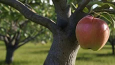 Challengers (1991) - Derleme türünde bir oyun