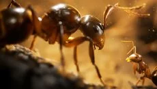 Empire of the Ants (2000) - Eğitici oyun (Eğitim) türünde bir oyun