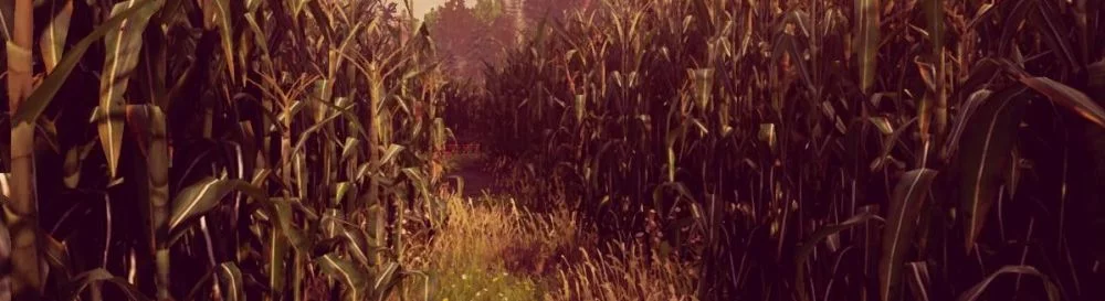 Farklı ülkelerde Maize çıkış tarihi