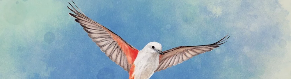 Farklı ülkelerde WINGSPAN çıkış tarihi