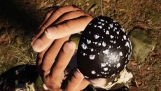 Mushroom Picker Simulator - Eğitici oyun (Eğitim) türünde bir oyun