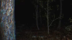 P.T. Remake P.T. Remake ile benzer