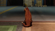 ORDER 13 - Hayatta kalma korkusu türünde bir oyun